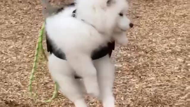 Baby Dogs - Funniest