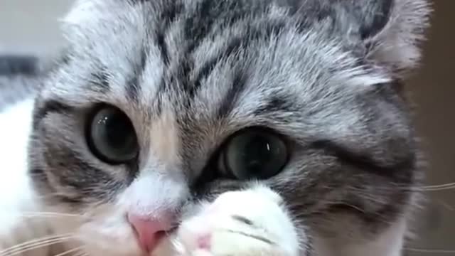 The pink nose of the cat is really beautiful, so cute