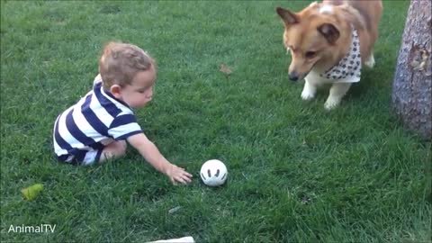 Corgi The Dog Are The Best - CUTEST