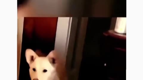 Funny -Dog----video