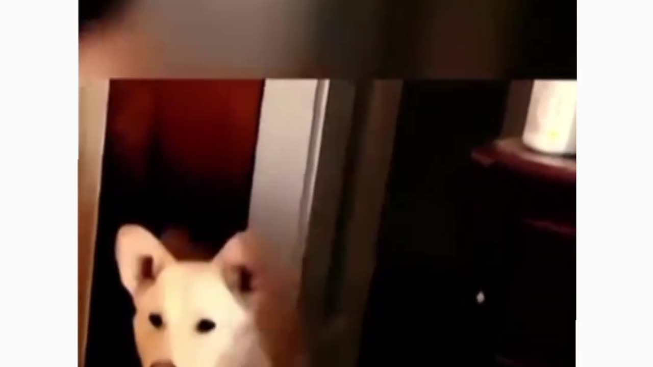 Funny -Dog----video