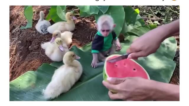 Cute Video Ever Baby monkey And duck Eating Together