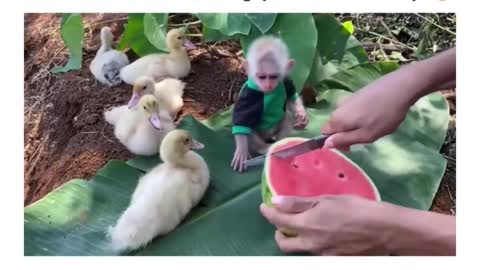 Cute Video Ever Baby monkey And duck Eating Together