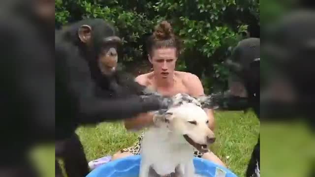 MONKEYS WASH THE DOG | FUNNY VIDEOS