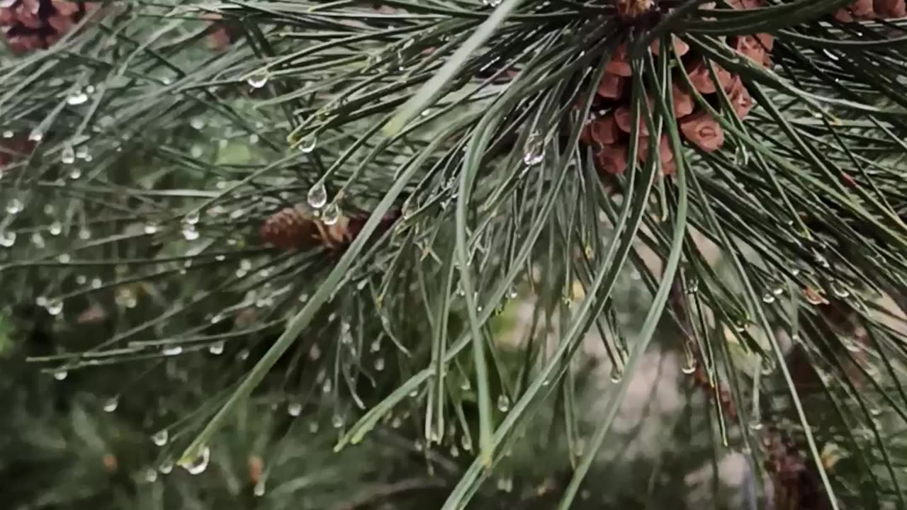 Cones in the rain