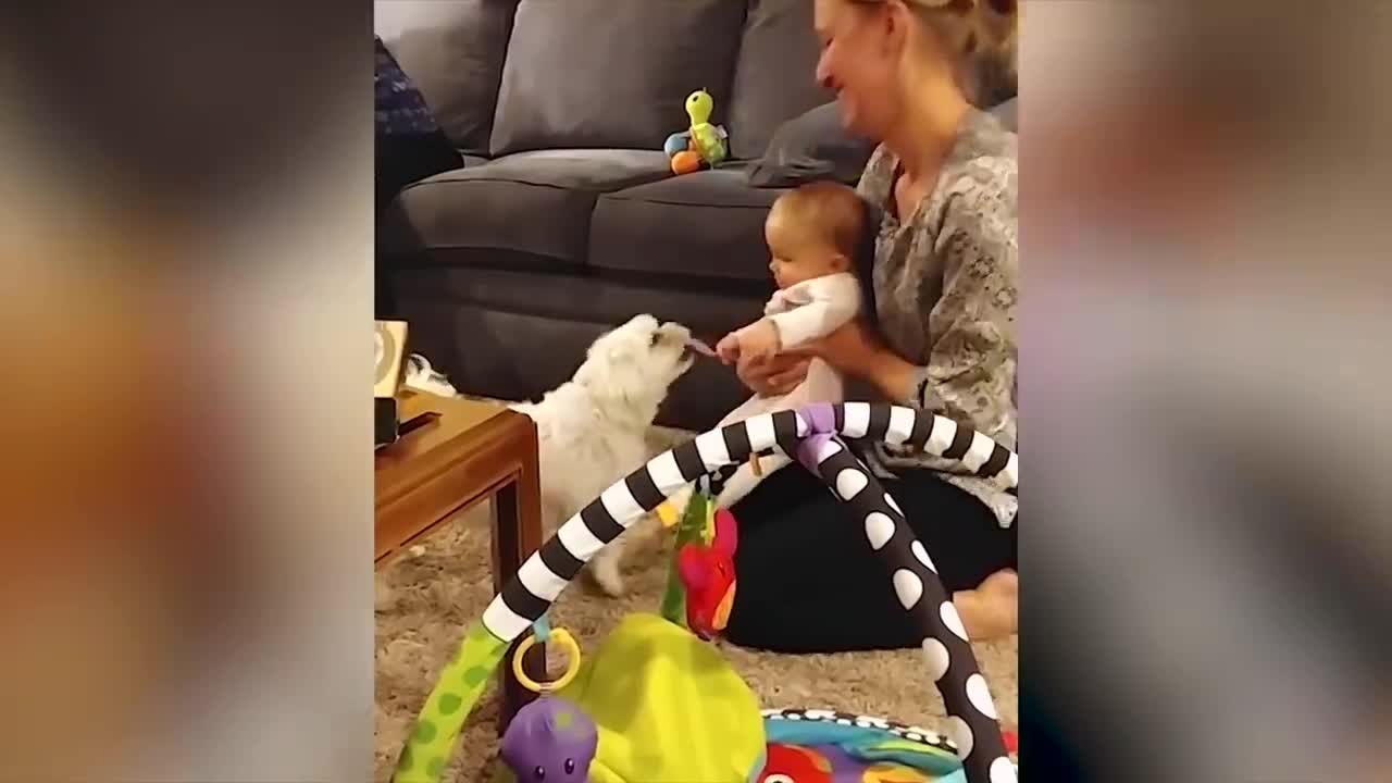 Dogs And Babies Are Best Friends Ep6