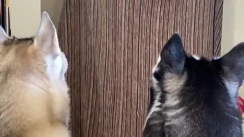 Huskies FREAK OUT After Owner VANISHES! #shorts