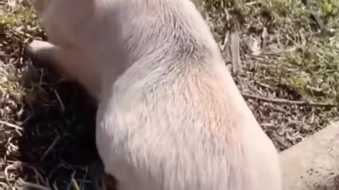 Cute animals 😜😍 funny videos