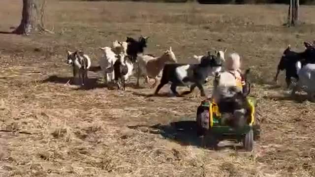 Little Girl and Her Dog Help Herd the Goats