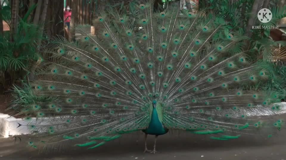 The peacock matches the peacock special moments 🦚 peacock 🦚