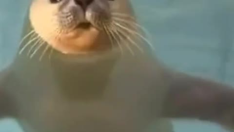 cute seals