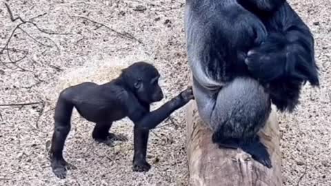 Funny gorilla 😂