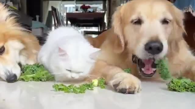 Cute baby Cat playing with cute dogs