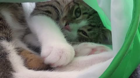 Adorable Little Cat Hides in Cat Tunnel