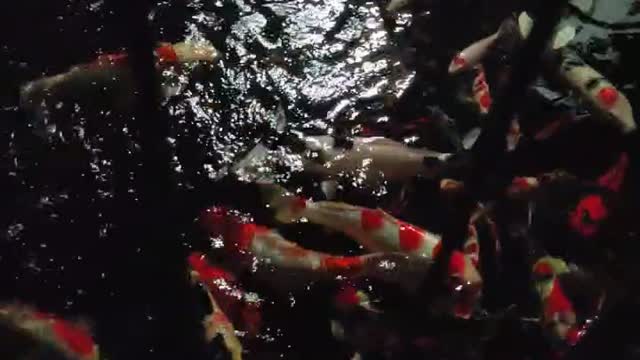 night atmosphere looking at koi type goldfish