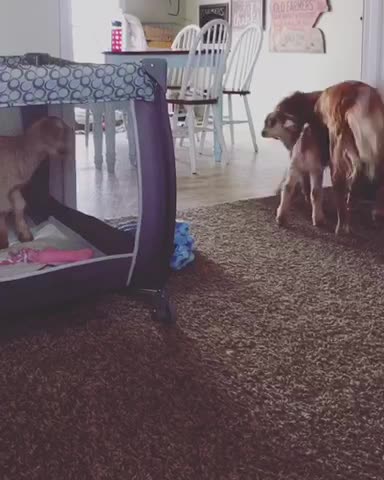 Golden Retriever herds her indoor baby goats