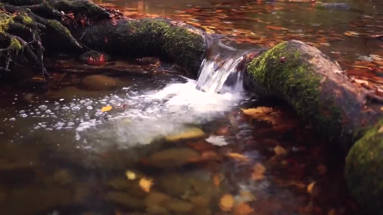 Forest Stream for Sleeping