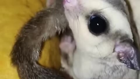 Adorable Sugar Glider Family #shorts #sugarglider #sugarglidercare