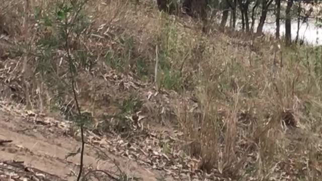 Overheated Baby Koala Cools off Amidst Heat Wave