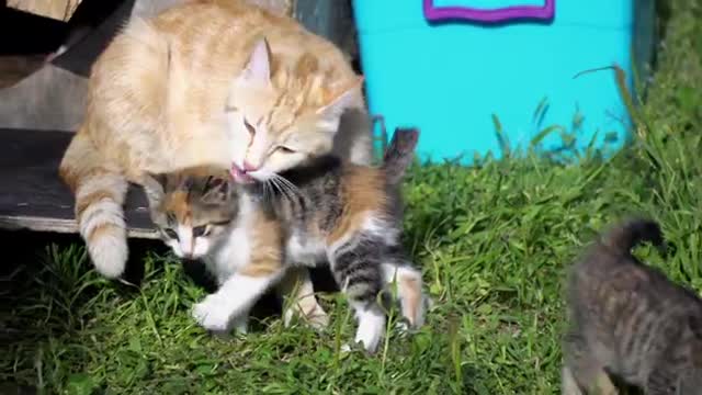 Adorable Kittens And Mother Cat In 4k 2021.