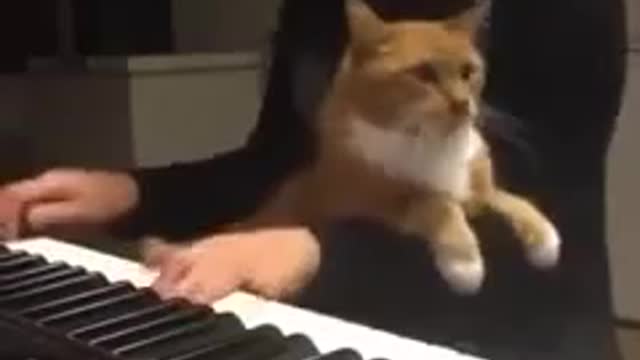 funny adorable cats - Daily Best Adorable cats begging for some cuddling