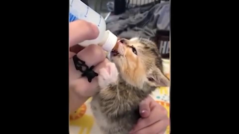 #beautiful Cat#- Funnycat
