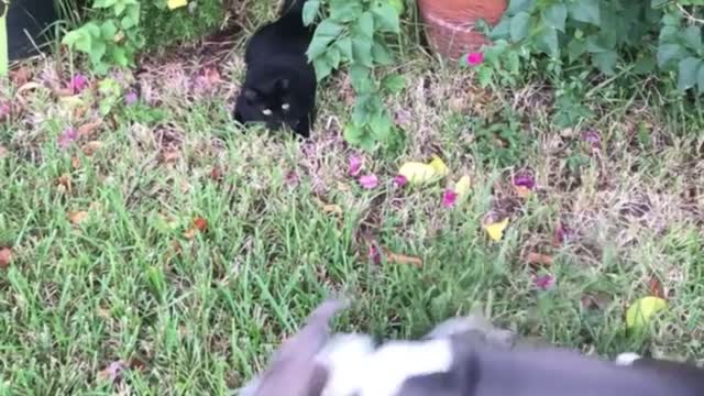 Pup Conquers Fear of Cats