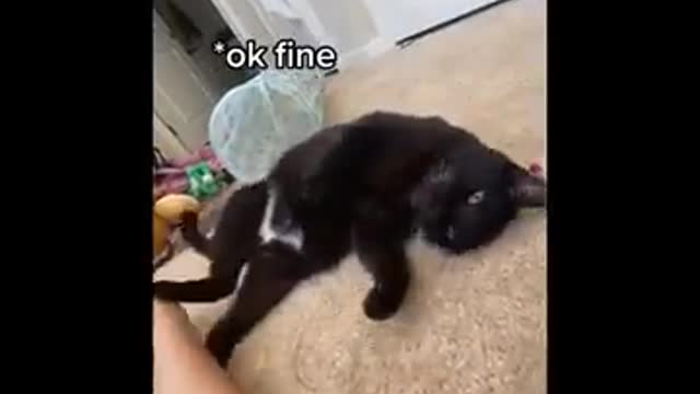 Funny Cat Video Compilation