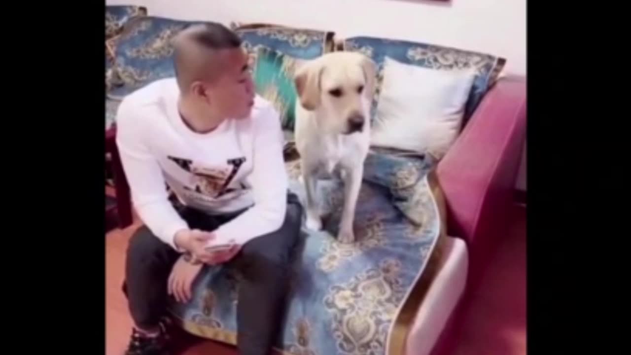 Funny Animals