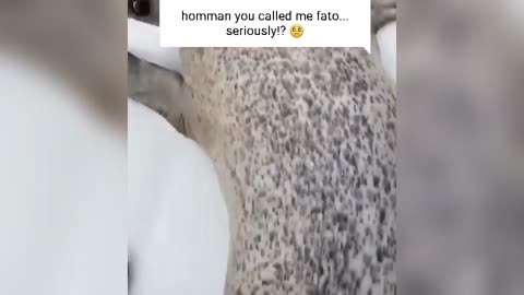 How dare human call 🦭fatoo