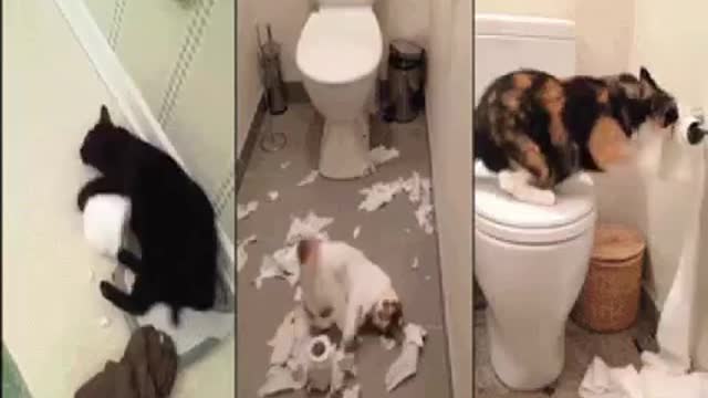 Cats Shit Show in the Bathroom!