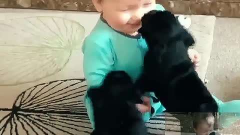 Two little black dogs