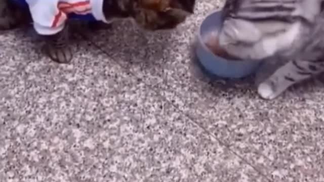 Cute animals funny videos