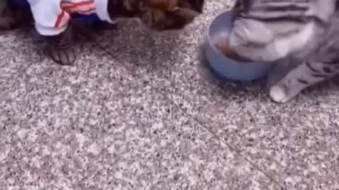 Cute animals funny videos