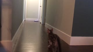 Case plays fetch with a giant plush fish!