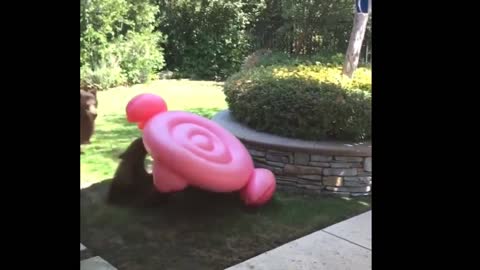 Funniest fails in the zoo 2021 new