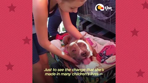 Pit Bull Puppy Has The Stumpiest Little Legs | The Dodo Pittie Nation