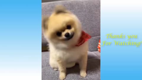 Cute and Funny animal video