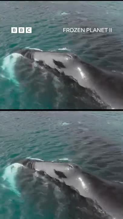 Make a guess! 🤔 #FrozenPlanet2