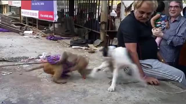 Dog playing with little monkey