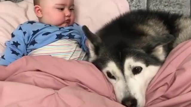 Husky: Today he is mine