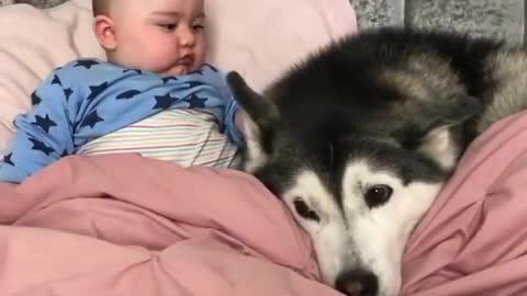 Husky: Today he is mine