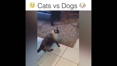 FUNNY DOG and CAT Videos Cats vs Dogs Compilation