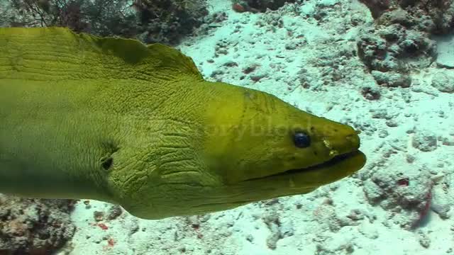 Moray eel swimming through coral reef ypcuools