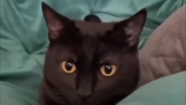 Funny animal videos I found on Instagram 99