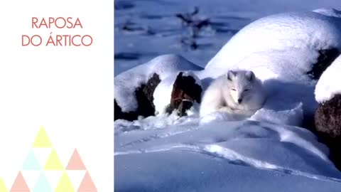 The 10 most beautiful animals in the world whole and incredible