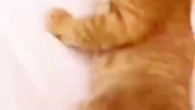 funnyvideos#cute#cat