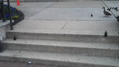 Ducklings vs. Stairs (What would you do?)