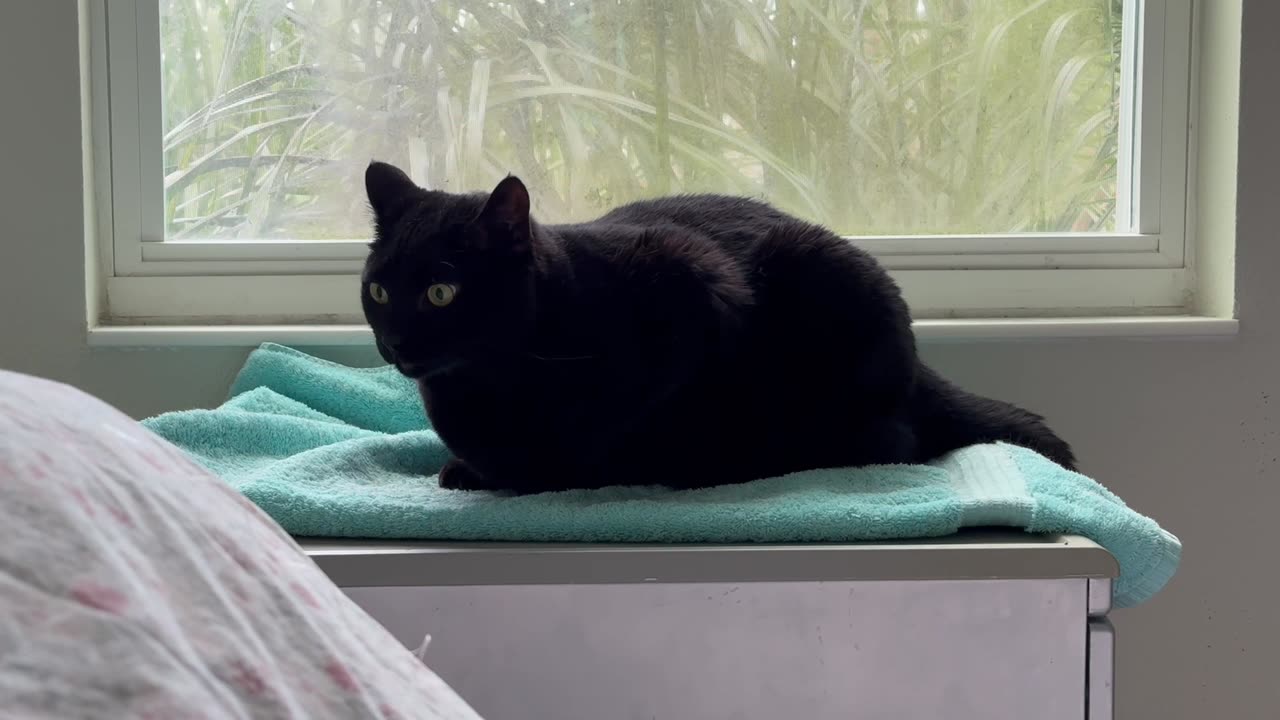 Cute Precious Piper Has an Issue with Her Spa - Adopting a Cat from a Shelter Vlog