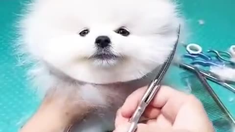 cut dog